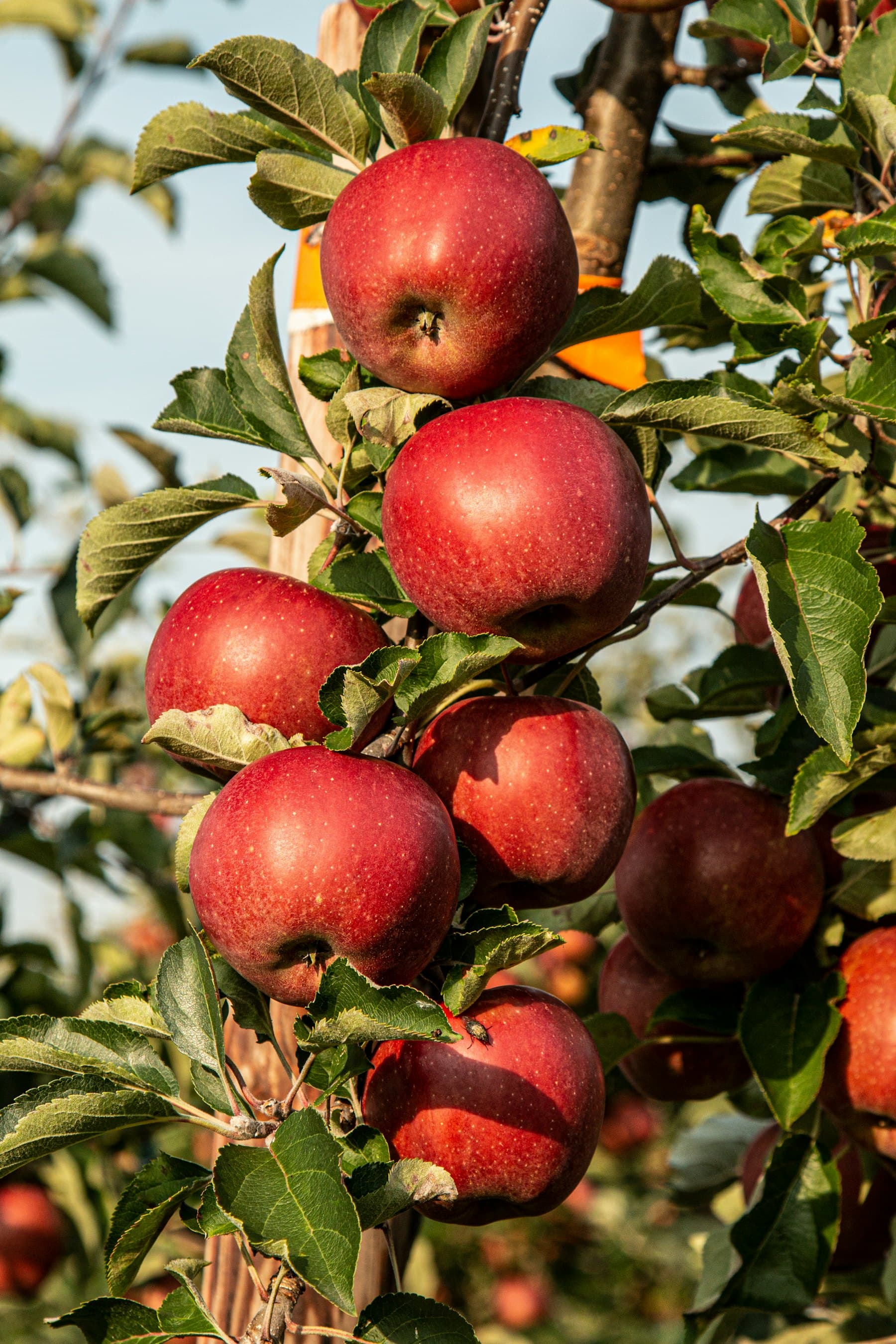 Apples on the tree, the crop most CA stores in the north are built for